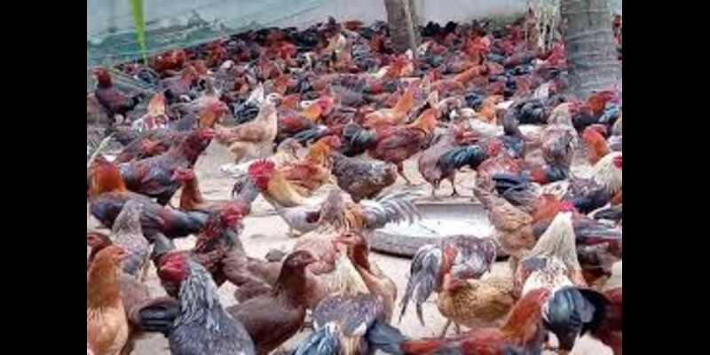 Chế độ ăn uống và cách nuôi 