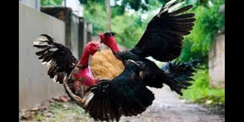 Đặc điểm tổng quan về gà chọi ngũ sắc